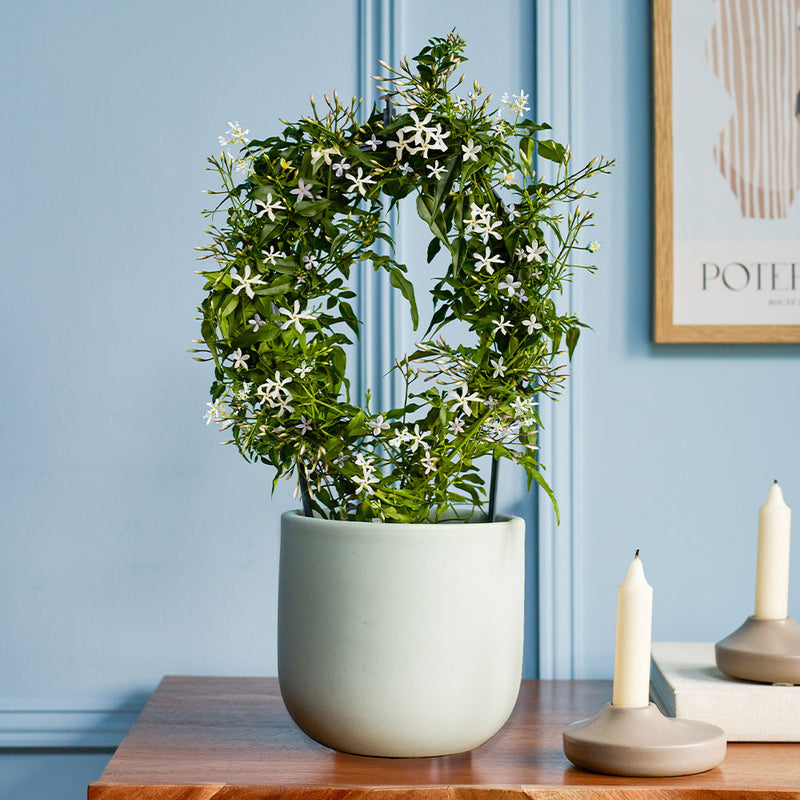 White Jasmine & Pot