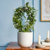 White Jasmine & Pot