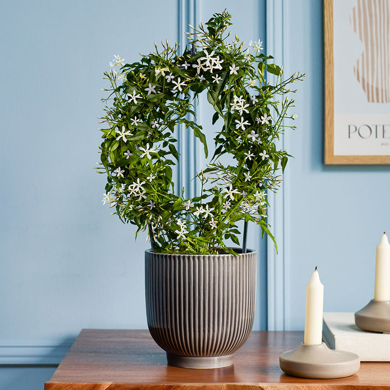 White Jasmine & Pot