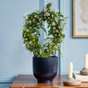 White Jasmine & Pot