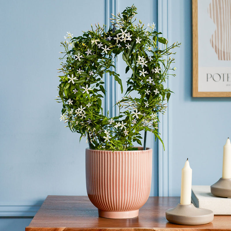 White Jasmine & Pot