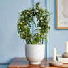 White Jasmine & Pot