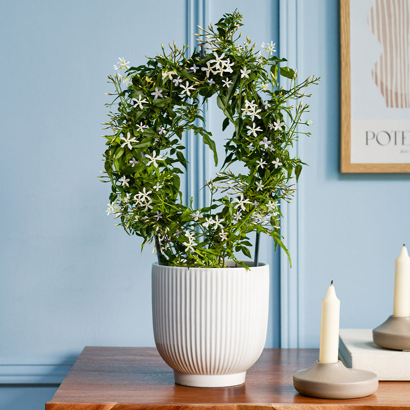 White Jasmine & Pot