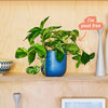 Marble Queen Pothos