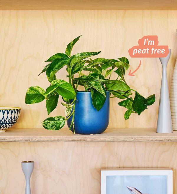 Marble Queen Pothos