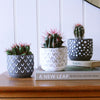 Cacti & Pot