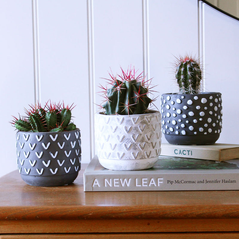 Cacti & Pot