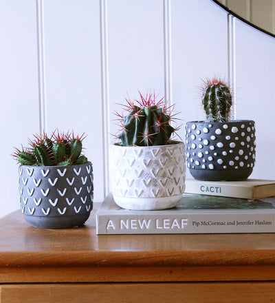 Cacti & Pot