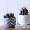 Cacti & Pot