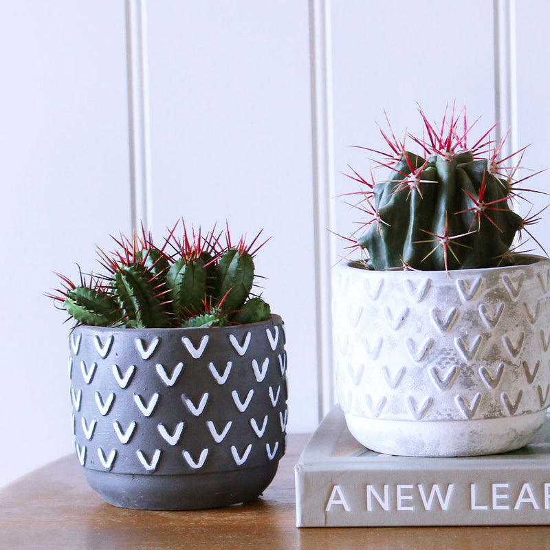 Cacti & Pot