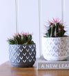 Cacti & Pot