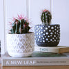 Cacti & Pot