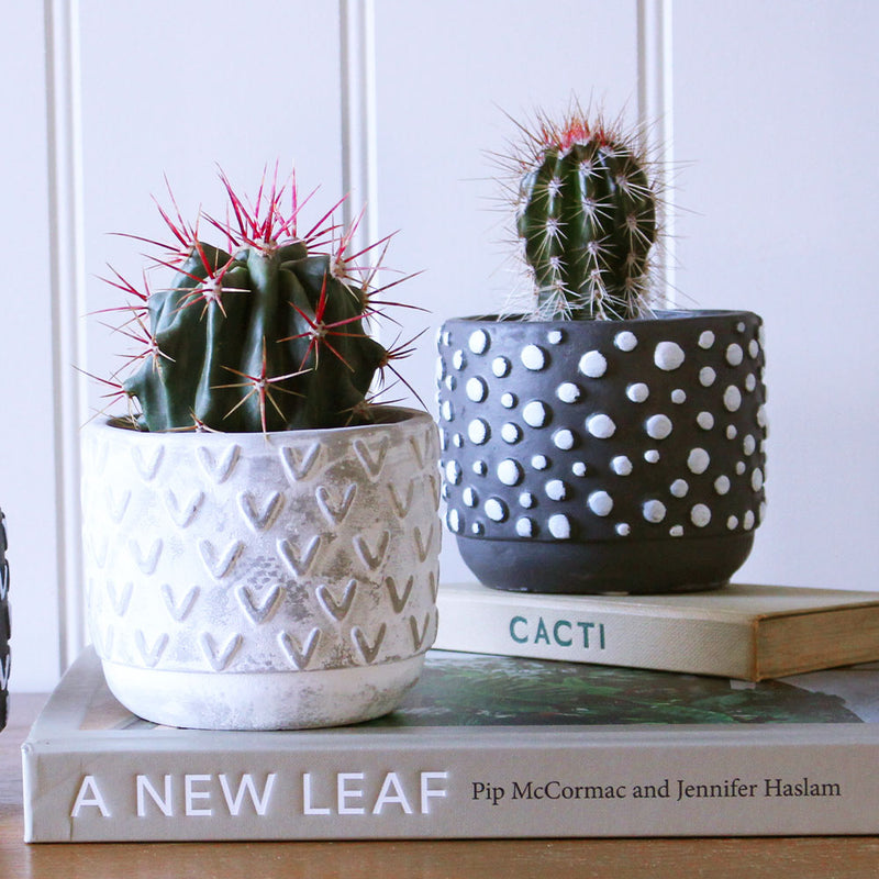 Cacti & Pot