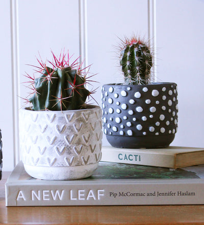 Cacti & Pot
