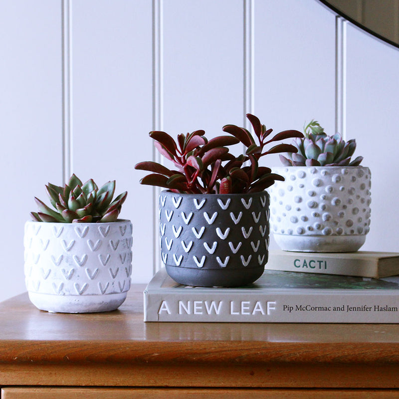 Succulent & Pot
