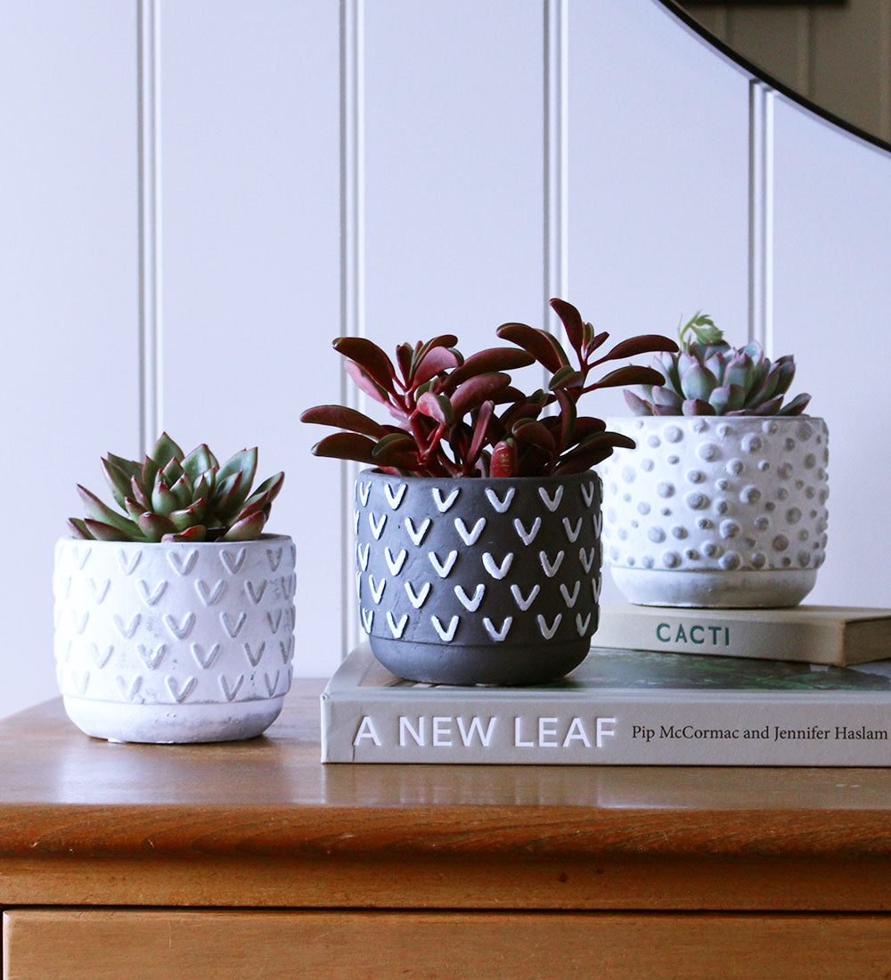 Succulent & Pot