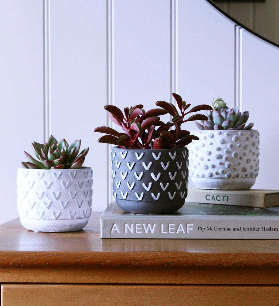 Succulent & Pot
