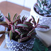 Succulent & Pot