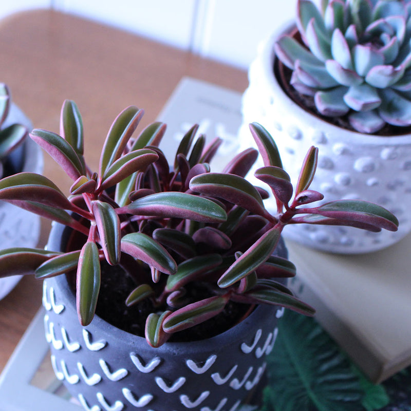 Succulent & Pot