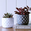 Succulent & Pot