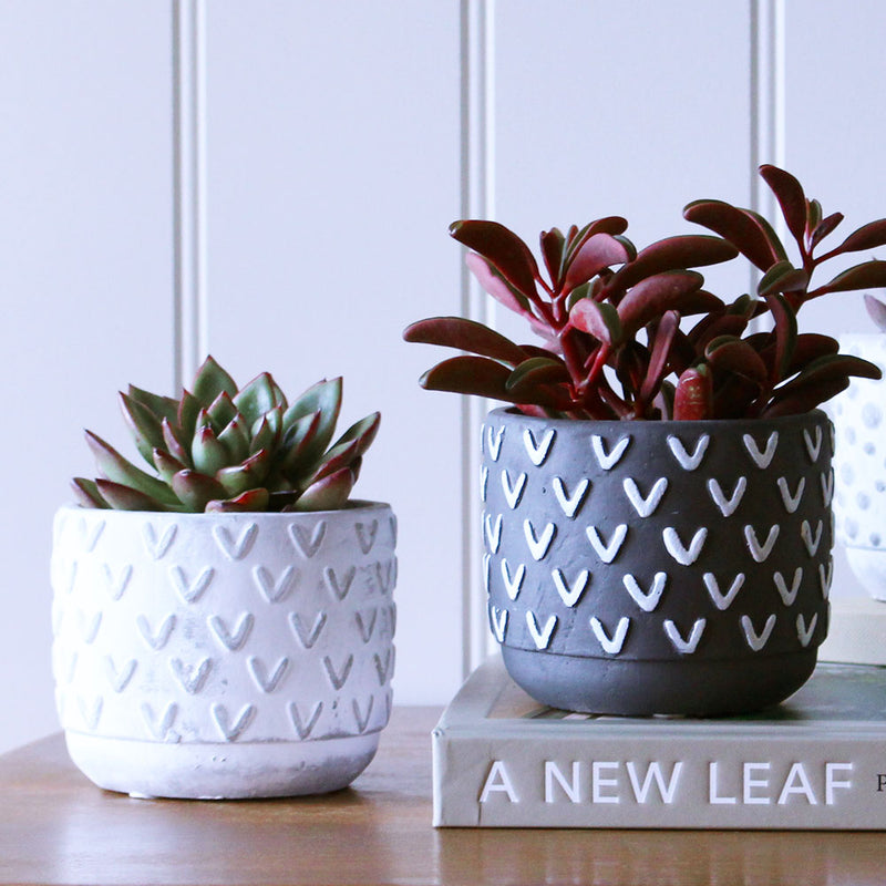 Succulent & Pot