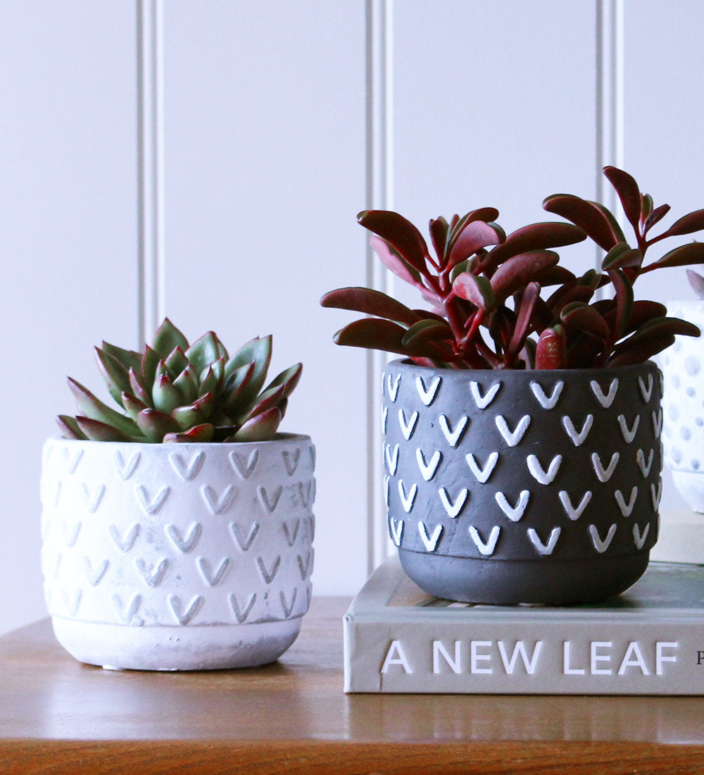 Succulent & Pot