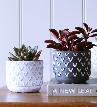 Succulent & Pot