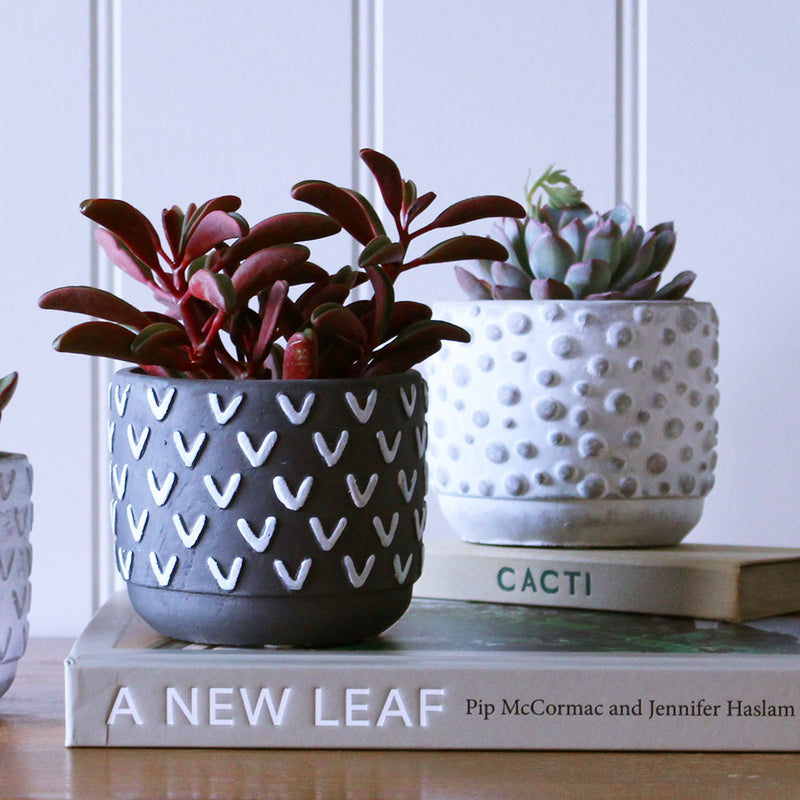 Succulent & Pot