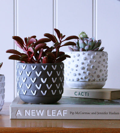 Succulent & Pot
