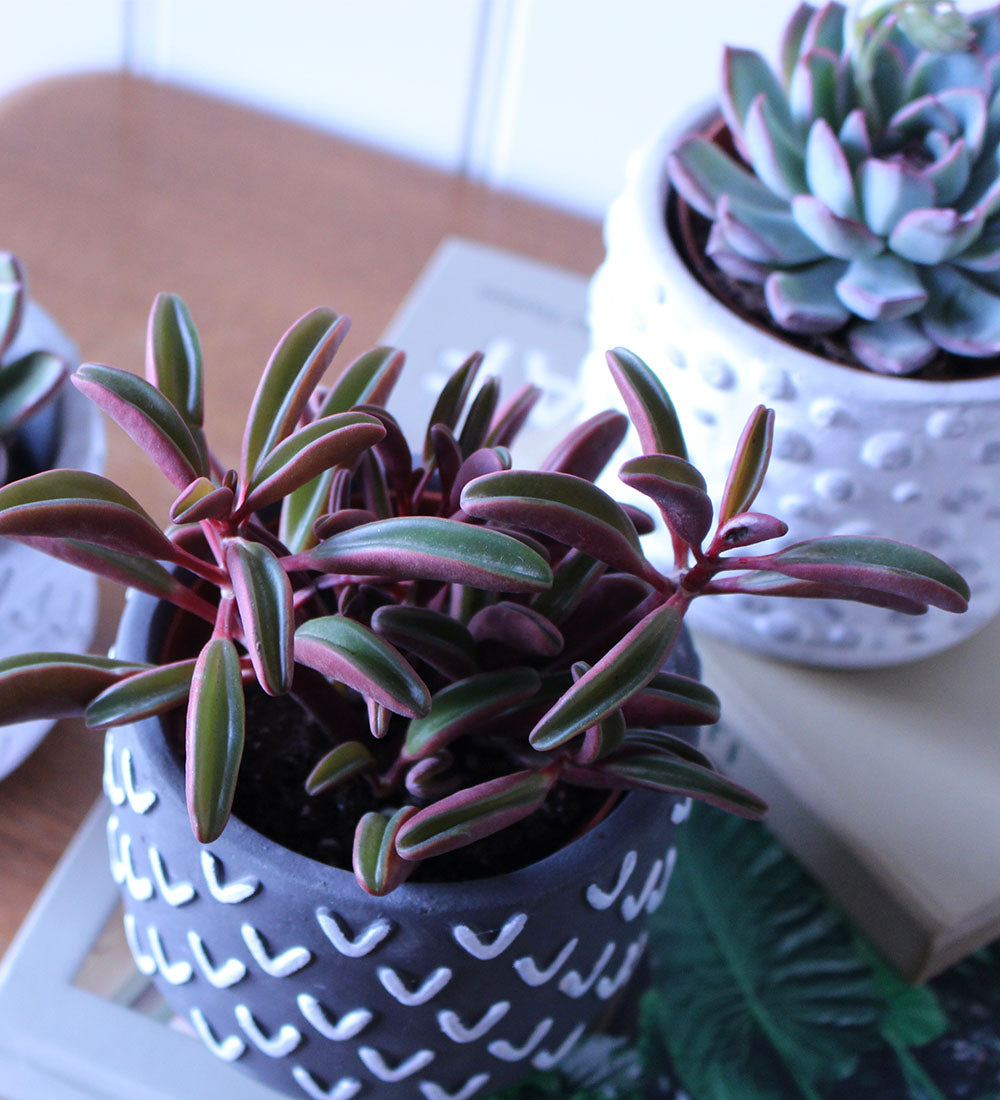 Succulent & Pot