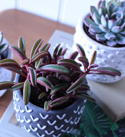 Succulent & Pot