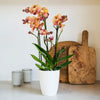 Monaco Orchid & Pot