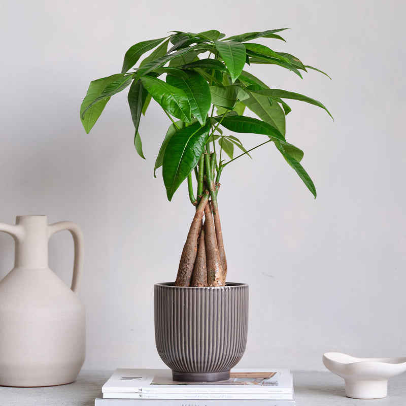 Money Tree & Pot