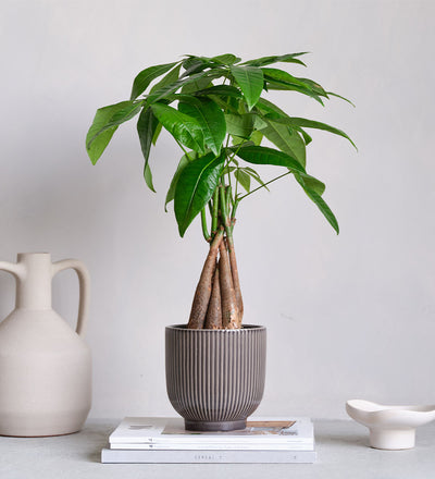 Money Tree & Pot