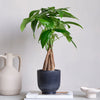 Money Tree & Pot