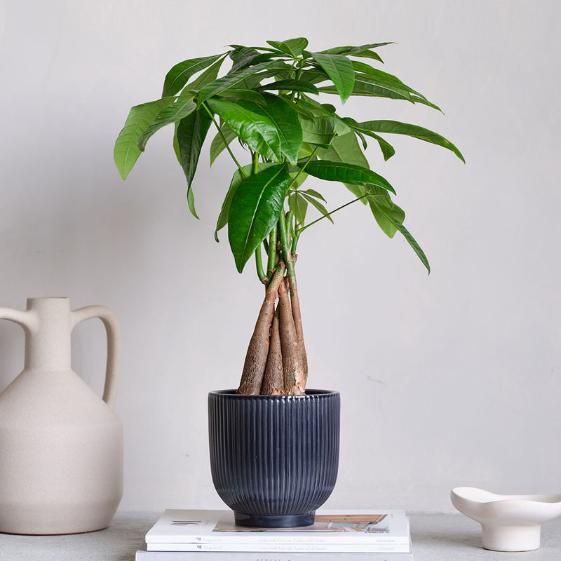 Money Tree & Pot