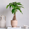 Money Tree & Pot