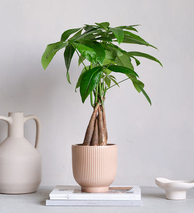 Money Tree & Pot