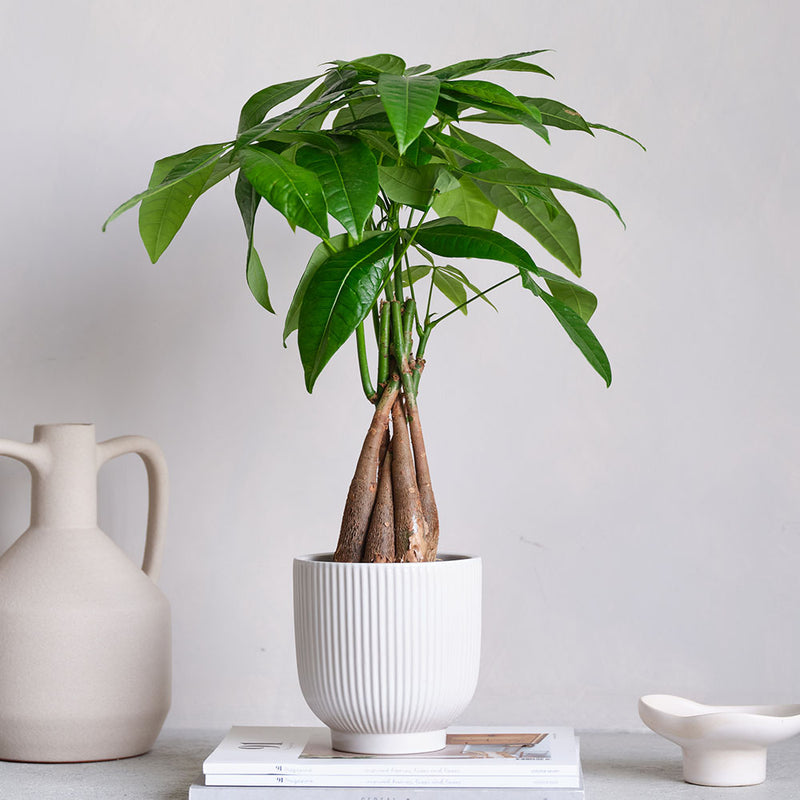 Money Tree & Pot