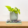 Neon Pothos
