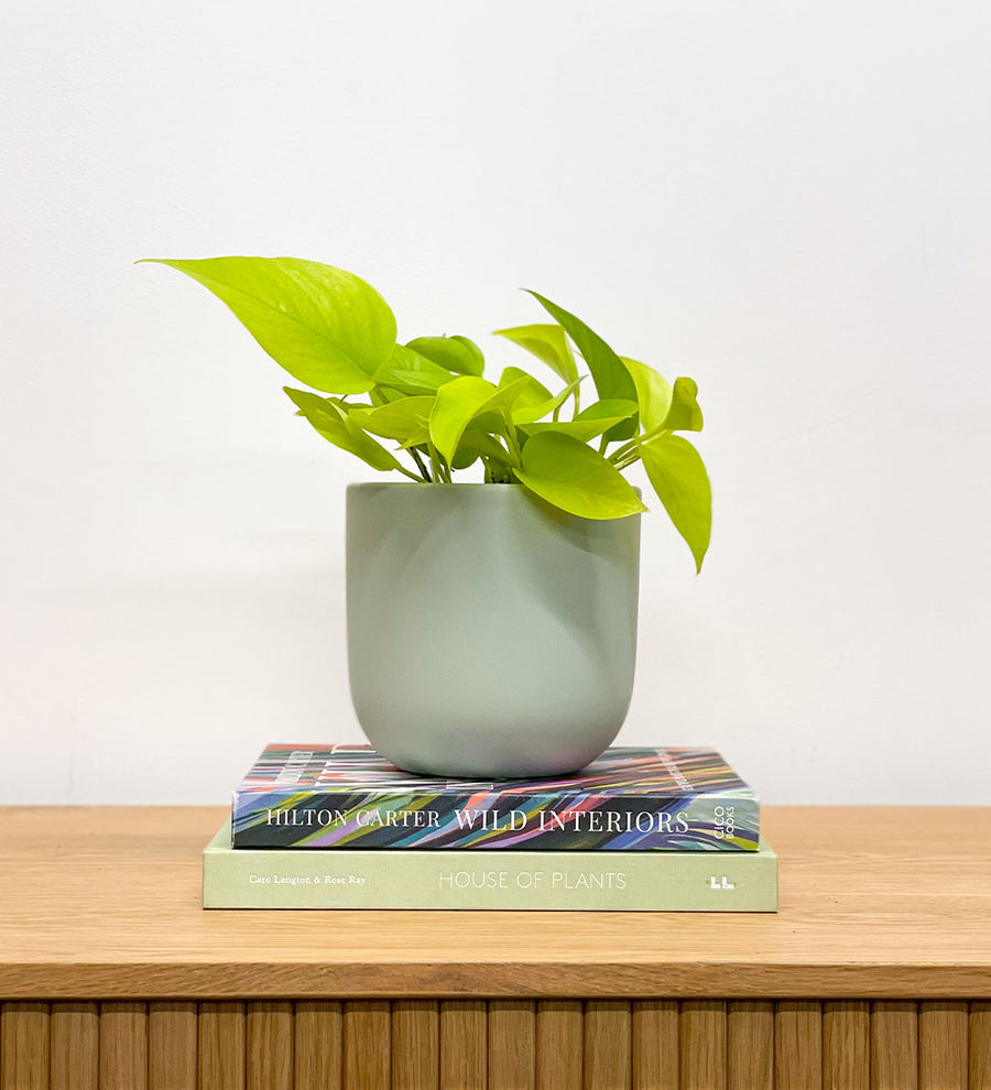 Neon Pothos