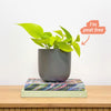 Neon Pothos & Pot