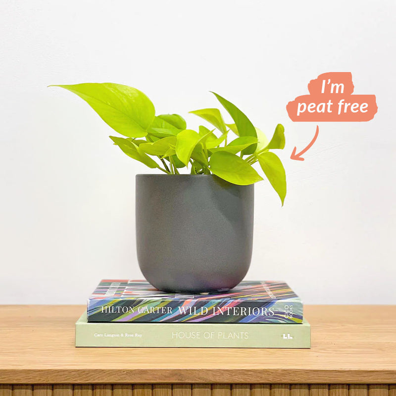 Neon Pothos & Pot