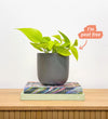 Neon Pothos & Pot