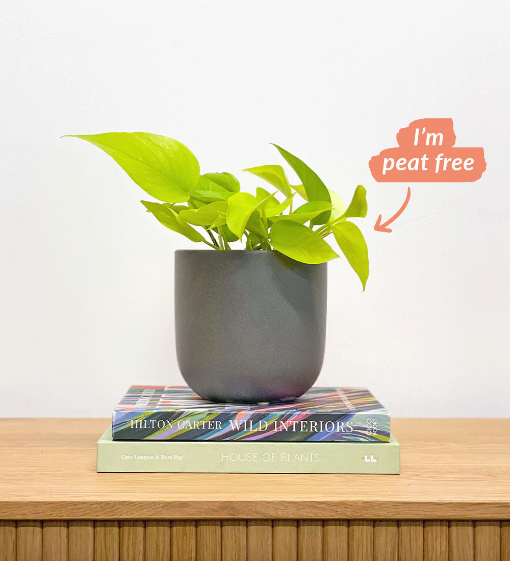 Neon Pothos & Pot