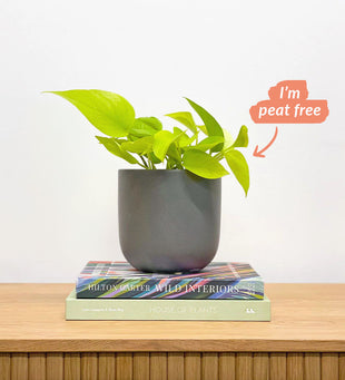 Neon Pothos & Pot
