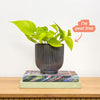 Neon Pothos & Pot