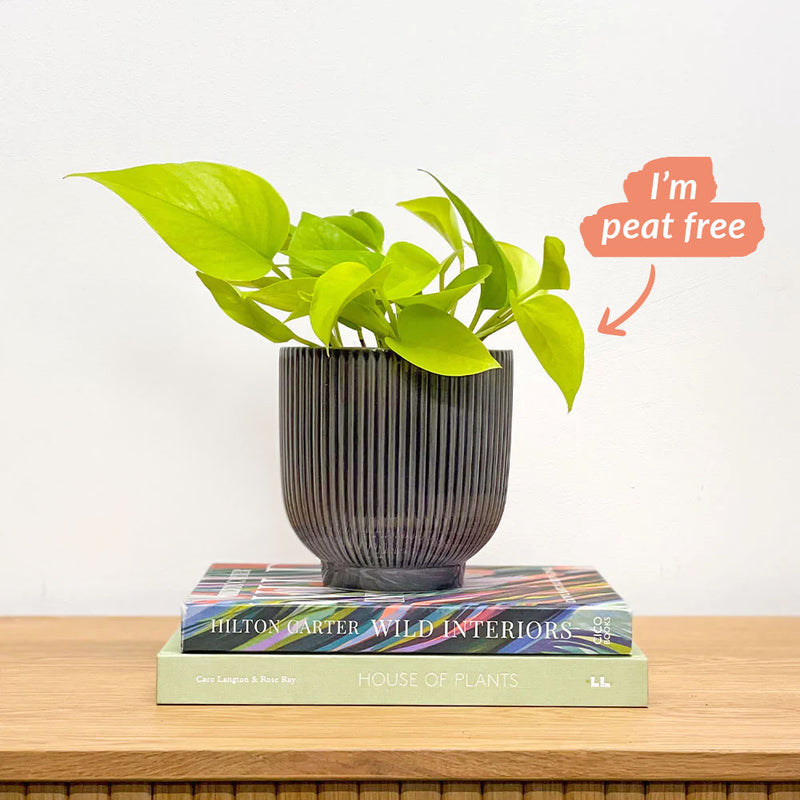 Neon Pothos & Pot