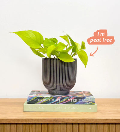 Neon Pothos & Pot