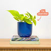 Neon Pothos & Pot